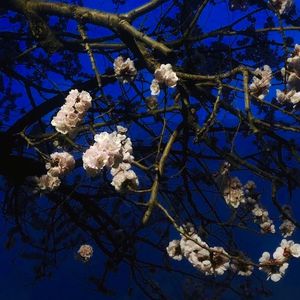 张柏芝露B毛高清图
