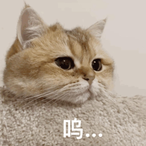 张柏芝露B毛高清图
