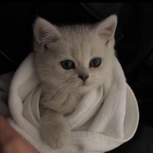 张柏芝露B毛高清图
